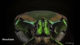 Time Lapses de macrofotografía y focus stacking  Nikon D3500  Arduino  LabVIEW  digiCamControl [upl. by Paten267]