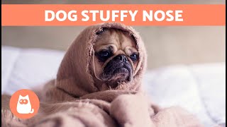 My DOG Has a RUNNY NOSE and LABORED BREATHING 🐶💦 Why and What to Do [upl. by Odrick]