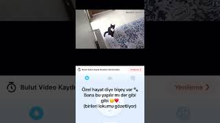 Ben de yoluma giderim🥹🐾 trending reels shortsvideo shortvideo shorts youtubeshorts youtube [upl. by Aisital]