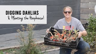 Digging Dahlia Tubers and Planting the Hoophouse  Sunshine and Flora Cut Flower Farm [upl. by Lowson779]