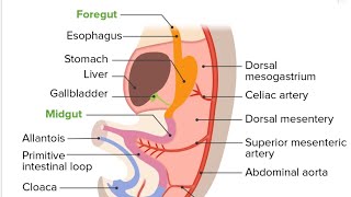 Development of Gut Part 02  2nd Year MBBS OSPE [upl. by Damon422]