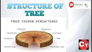 STRUCTURE OF TREE  pith  heartwood  sapwood  cambium layer  medullary rays  bark [upl. by Aneez]