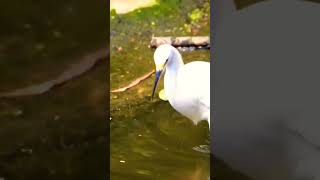 quotHerons are longlegged longnecked Freshwater and coastal birds in the family Ardeidaequot [upl. by Elatia]