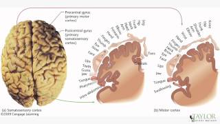 EPPP Study Video  TEMPORALPARIETAL LOBE DAMAGE [upl. by Danelle]