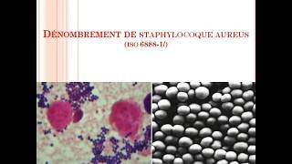 Dénombrement des staphylocoques aureus ISO 68881 [upl. by Artenek]