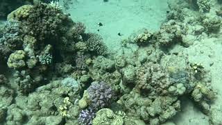 Dahab ‘LightHouse’  South Sinai Red Sea [upl. by Odarnoc309]