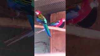 Rosella parrot vlogs my YouTube channel subscrabe🙏🙏 [upl. by Pail]