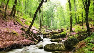 Un havre de paix chez vous  Belle forêt ruisseau et sons naturels chants doiseaux F Amathy [upl. by Egor]