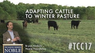 Adapting Stocker Cattle to Wheat Pasture [upl. by Oijres]