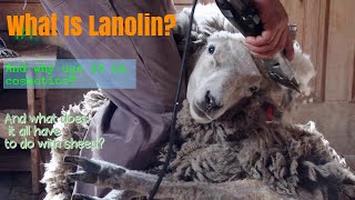 Lanolin How Its Made Whats It Used For amp OverallWhat Is It [upl. by Carmelle]