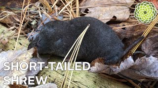 ShortTailed Shrew — The Nature Tapes [upl. by Isborne]