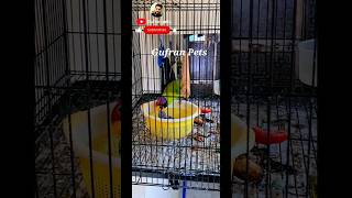 plum headed parakeet feedingtrendingshorts parrotlover parrot viralshort Gufranpets [upl. by Hendren]