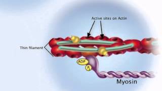 Sliding Filament Mechanism [upl. by Ymaral]