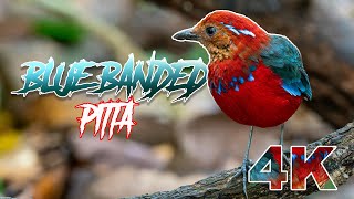 BLUEBANDED PITTA 4K  WITH ORIGINAL CALL SOUND [upl. by Ayela]