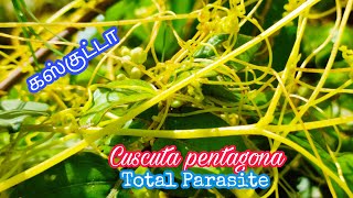 Cuscuta pentagona  Holoparasitic Complete Parasitic Plant [upl. by Nonnarb]