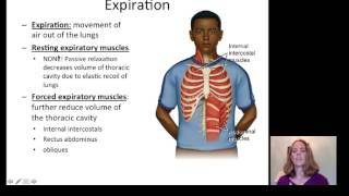 Lecture 20 Respiratory System [upl. by Atinihc755]