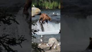 Fishing for Salmon at Brook Falls Alaska in Katmai National Park [upl. by Cappello]