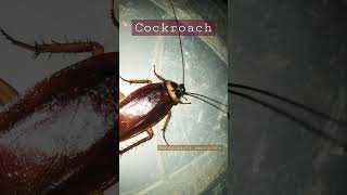 Cockroach Periplaneta Americana [upl. by Karissa121]