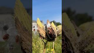 Milkweed Harvesting Tutorial milkweed nativeplants monarchbutterfly [upl. by Lejeune]