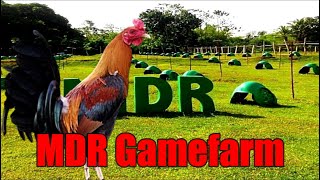 Lets Visit The Farm Of MDR Gamefarm [upl. by Aihsema]