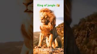 Lion Attitude The Jungles Most Powerful Mentality [upl. by Eicyaj]