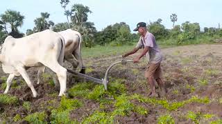 Cows Cambodia Farmers Plow Land [upl. by Soph]