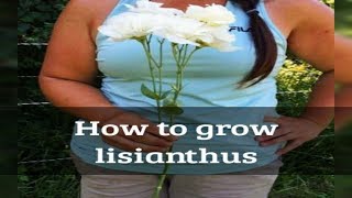 How to grow lisianthus from seed [upl. by Enileoj257]