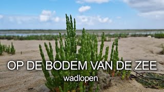 26  OP DE BODEM VAN DE ZEE  Wadlopen [upl. by Cathyleen]