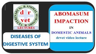 Abomasum Impaction in cattle Video by drvet [upl. by Birdie]