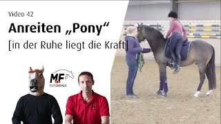 42 Anreiten Teil1  3j Pony Hengst  in der Ruhe liegt die Kraft [upl. by Ylicis]