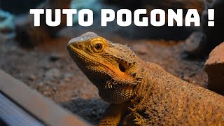 TUTO POGONA  Adopter un dragon barbu [upl. by Enila]