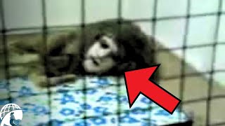 The Most Disturbing Videos in YouTube History [upl. by Rutger]