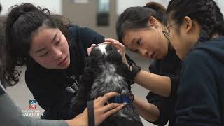 International Veterinary Study Tour  The University of Adelaide [upl. by Francoise400]