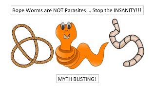 Human Ropeworms are NOT Really Parasites Learn what quotRope Wormsquot really are MYTH BUSTING [upl. by Ensoll197]