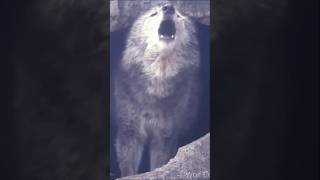 Black Snow wolf Out of Cave amp Unique Howling wolfhowling blackwolf greatwolf wolves greywolf [upl. by Zippel772]