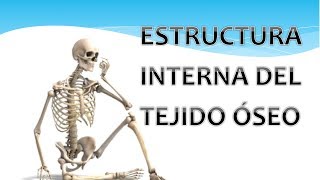 Estructura interna del tejido óseo [upl. by Neved417]