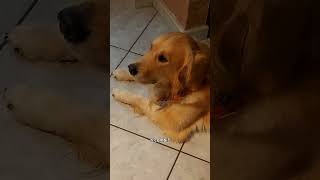 Loutfit goldenretriever videodivertenti pets funnydog cane [upl. by Hutner]