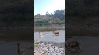 Antelope crossing the river encounters a crocodile Wildlife [upl. by Jem383]