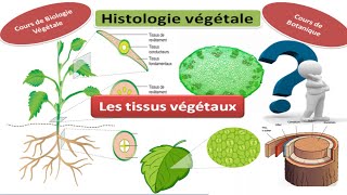 Histologie végétale cours de biologie végétale les tissus végétaux [upl. by Zadoc]