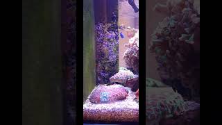 A little sneak peek on my new tank AquaOne Reefsys 255 Check it out on StockoReefing [upl. by Agnella]