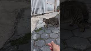 Catcalling went wrong cat animallover catcalling cutecat [upl. by Julian]