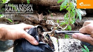 REVIEW DAN PERAWATAN BAHAN BONSAI KALIANDRA CALLIANDRA CALOTHYRSUS  TAKSAKA BONSAI [upl. by Eitsirk]