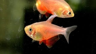 Hyphessobrycon flammeus Flame tetra Species Spotlight [upl. by Jada]