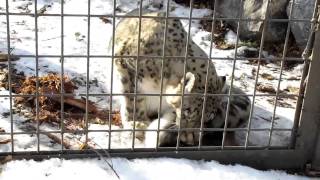 Who knew Snow Leopards were so stupid [upl. by Swigart]