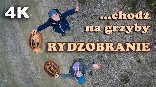 Rydzobranie chodź na grzyby grzybobranie 27102024 grzyby2024 [upl. by Lidstone704]