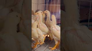 Ghausia Fancy Birds viral shamo foryou birds whiteshamo chicken youtubeshorts viralvideo [upl. by Ayokahs]