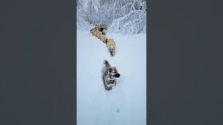 Kar ve Koyunlar  Snow and Sheeps ❄️☃️🫶🏻🐕🐑Kış koyun Köpek Kangal dog Winter [upl. by Branham465]