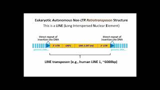 251 LINEs Long Interspersed Nuclear Elements LTR Retrotransposons [upl. by Pittel958]