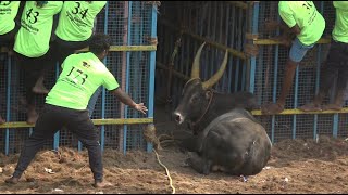 ஜல்லிக்கட்டு 2023  Jallikattu 2023 [upl. by Drooff]