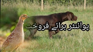 German Pointer Dog Available For Sale In Pakistan  Shikari Dog [upl. by Alohcin]